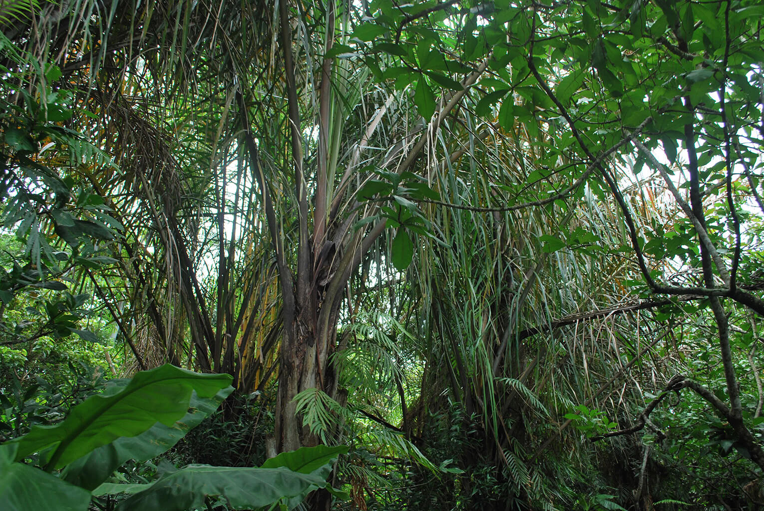 Forêt humide à Fort-Dauphin