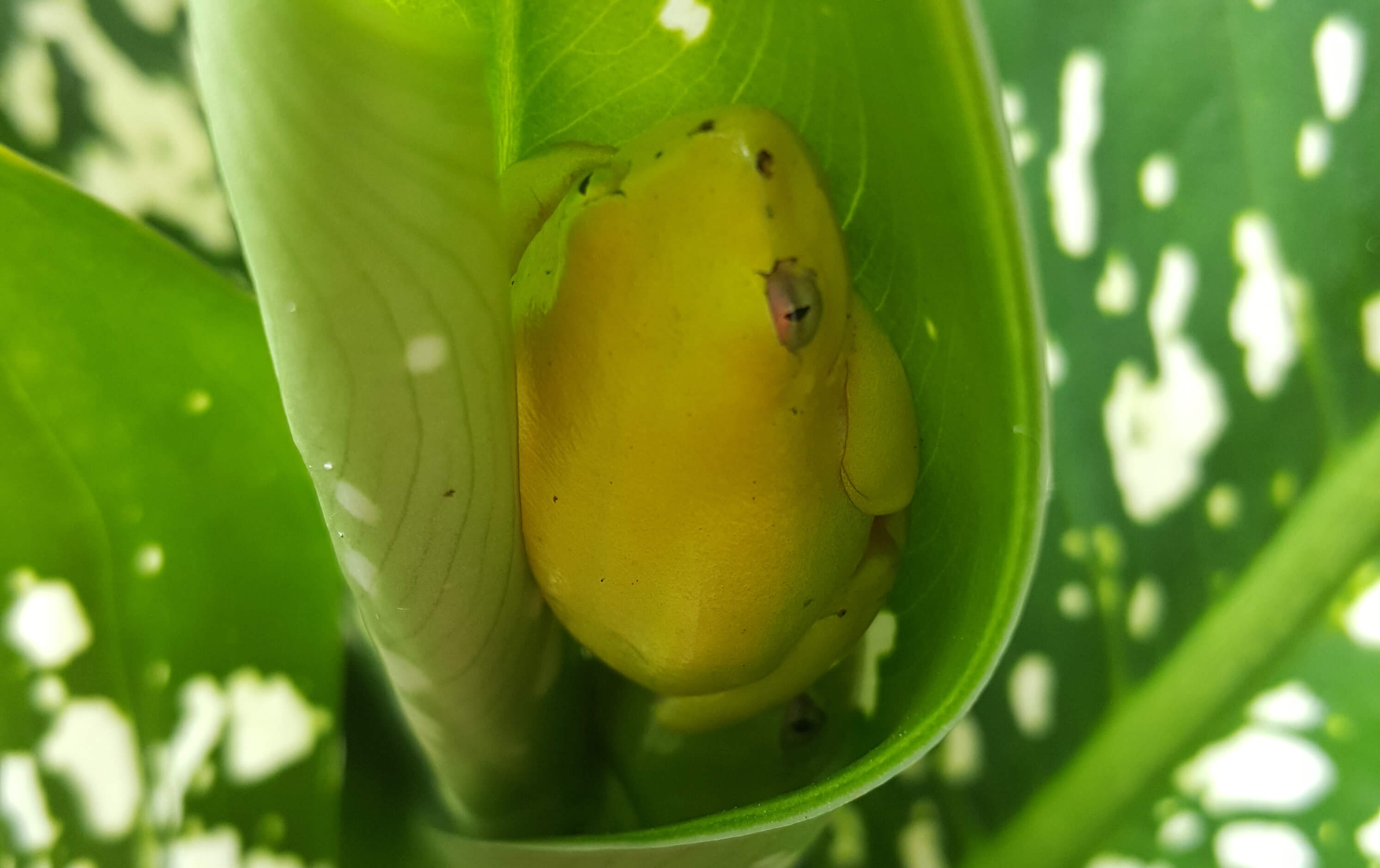 Réserve Spéciale de Manantantely - Forêt humide et biodiversité botanique exceptionnelle, région Anosy, Madagascar