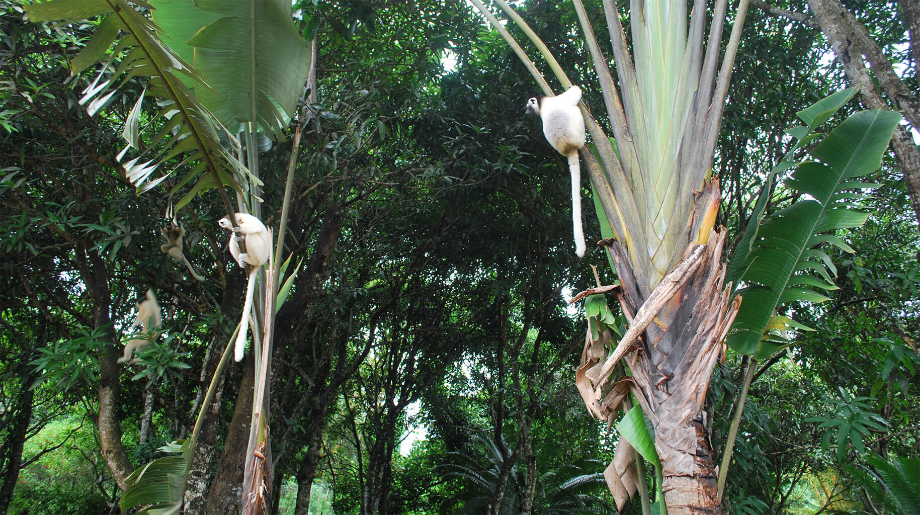 Réserve de Nahampoana - Sanctuaire naturel des lémuriens et biodiversité endémique de Fort-Dauphin, Madagascar