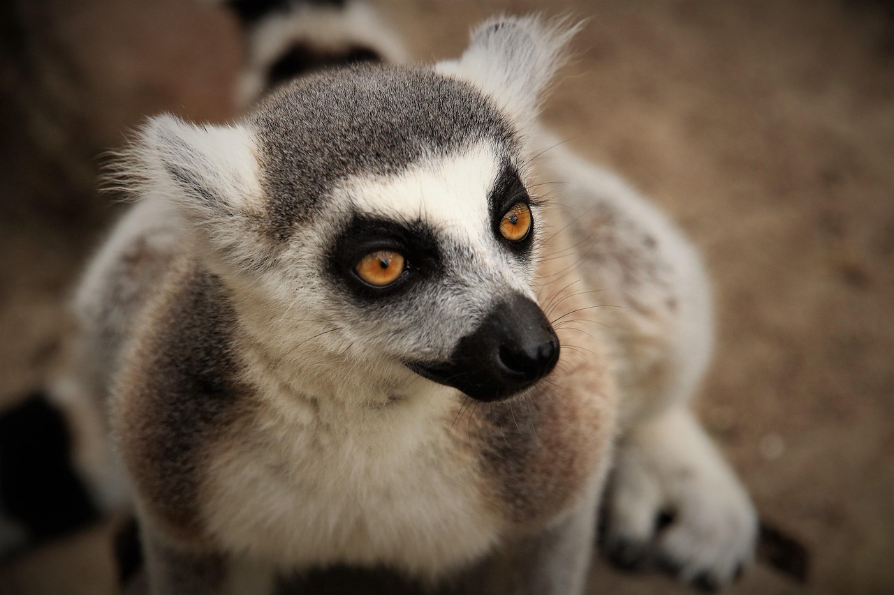 Réserve de Berenty - Lémuriens dans les forêts épineuses du sud de Madagascar