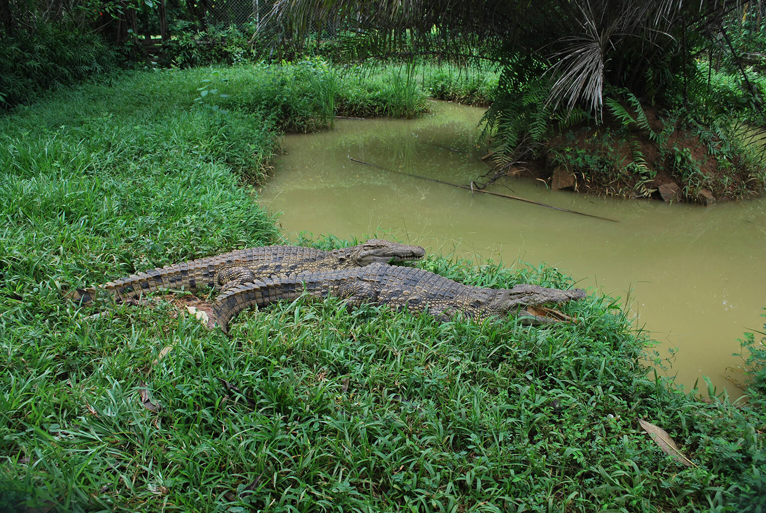 Réserve de Nahampoana - Lémuriens dans leur habitat naturel près de Fort-Dauphin, Madagascar